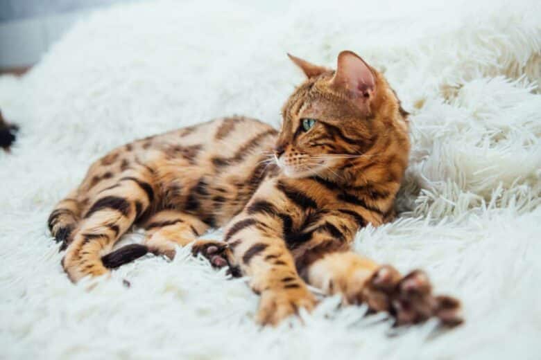 Un chat de race bengale.