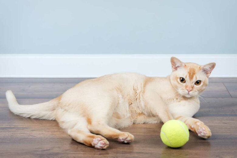 Un chat burmese.