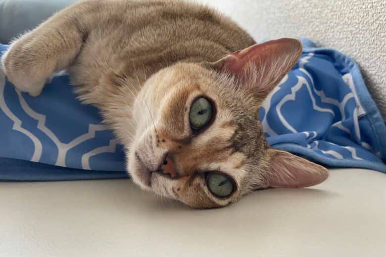 Un chat singapura.