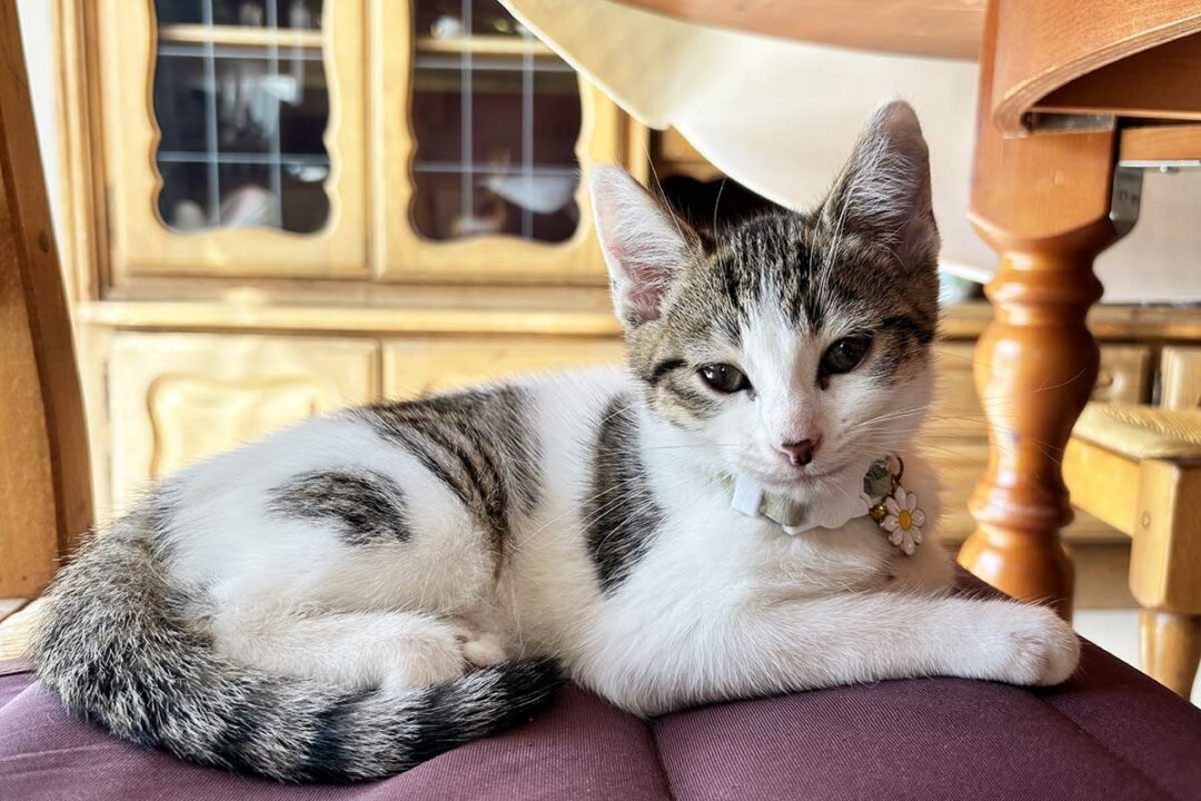 Un chat posé paisiblement.