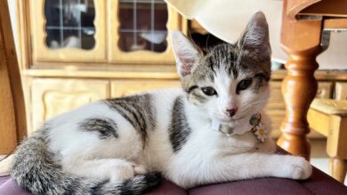 Un chat posé paisiblement.