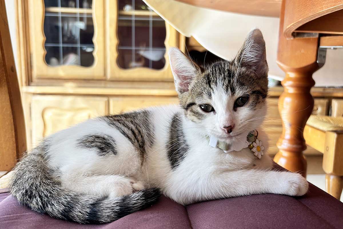 Un chat posé paisiblement.