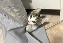 Un chaton qui s'amuse dans un rideau.