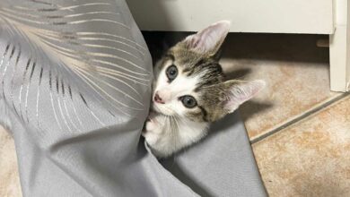 Un chaton qui s'amuse dans un rideau.