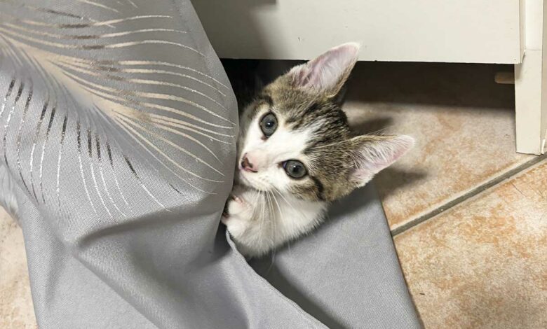Un chaton qui s'amuse dans un rideau.