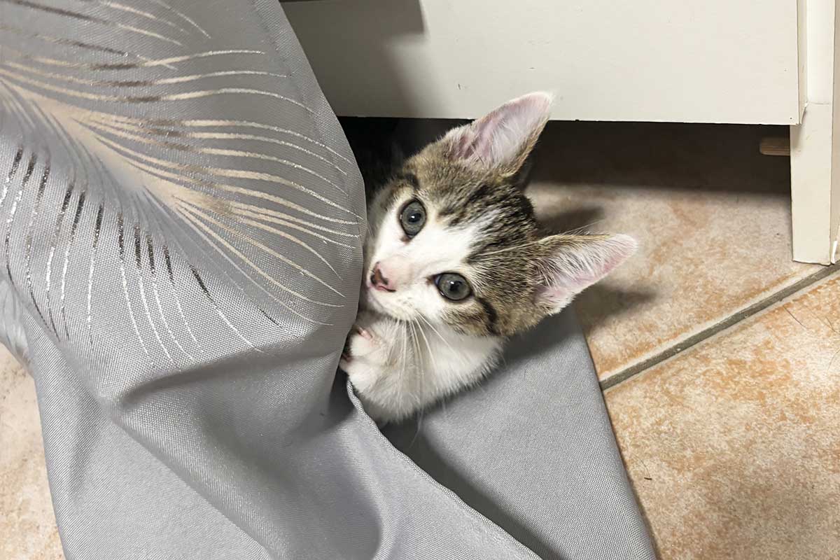 Un chaton qui s'amuse dans un rideau.