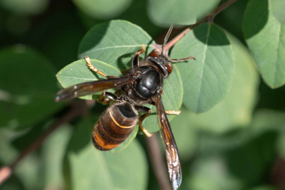 Un frelon asiatique sur une feuille.