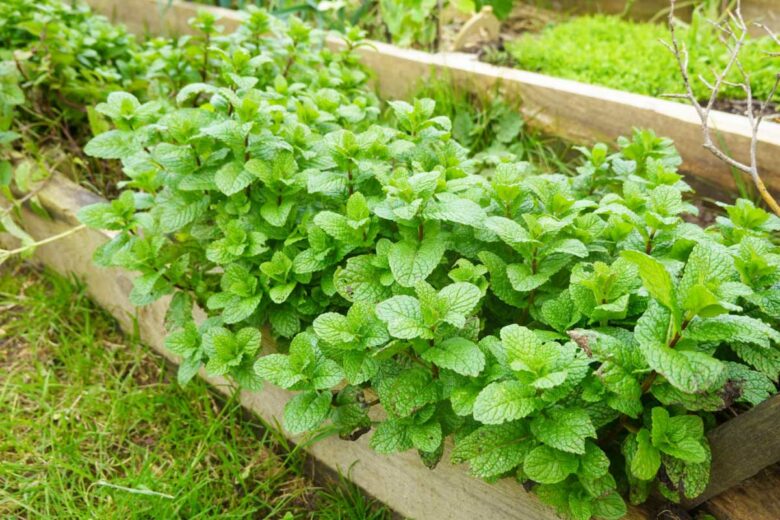 De la menthe pousse dans une grande jardinière.