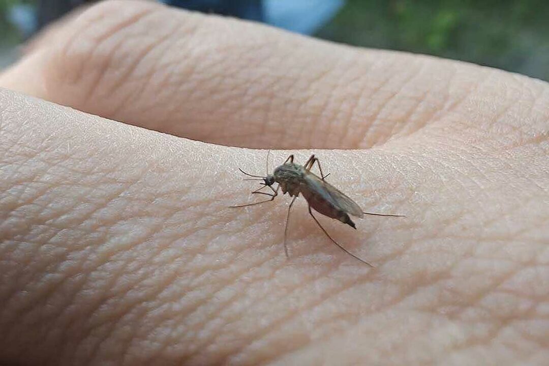 Un moustique posé sur la main.