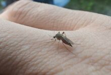 Un moustique posé sur la main.