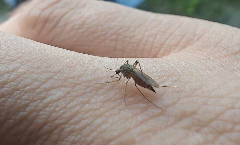 Un moustique posé sur la main.