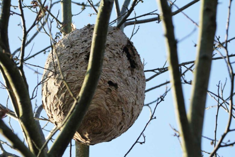 Un nid de frelon en hauteur.