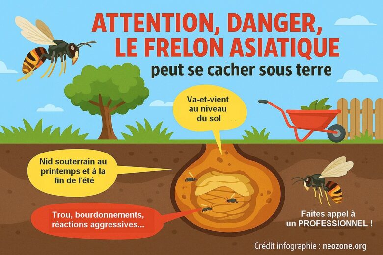 Infographie : comment savoir si un nid de frelon asiatique est enterré ?