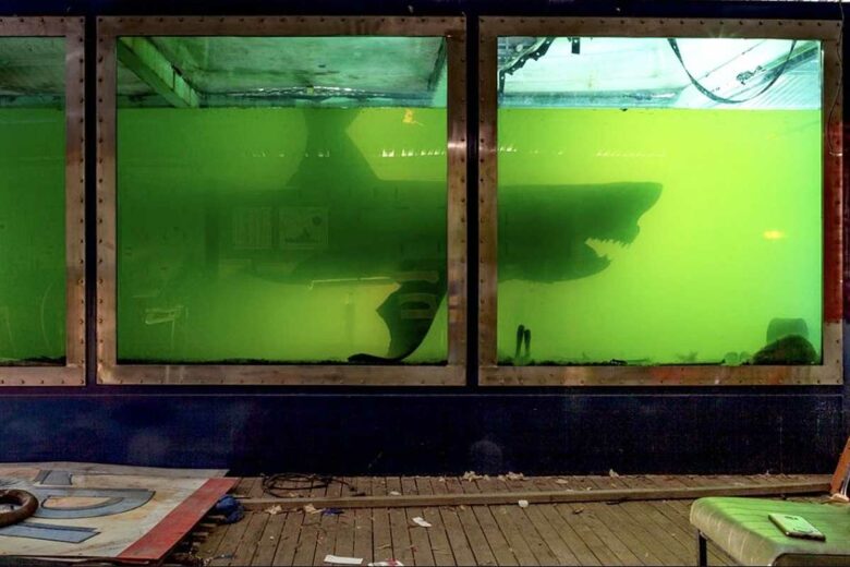 Le requin Rosie dans un aquarium laissé à l'abandon.