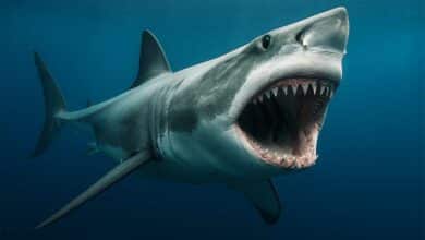Un requin nage dans l'eau et chasse.