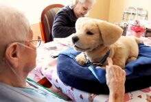 Un chien robot plus vrai que nature avec une personne agée.