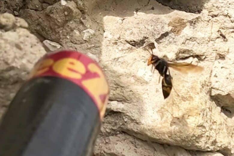 Un embout de perche aspirante et un frelon.