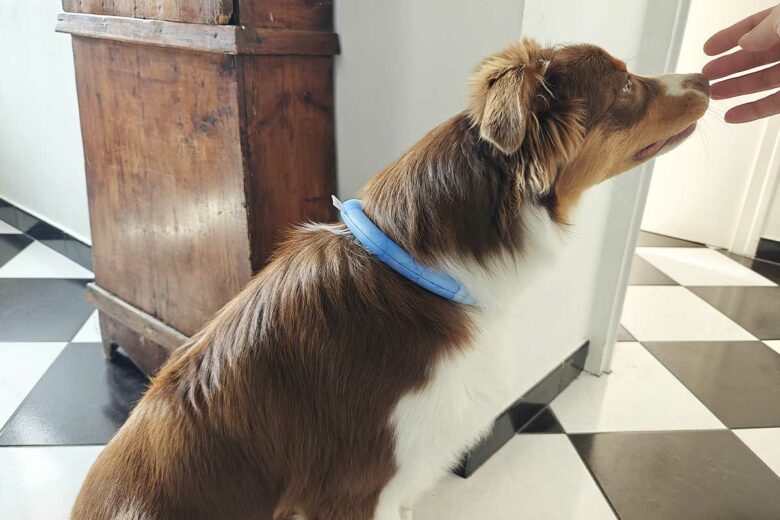Un chien avec le tour de cou rafraichissant.