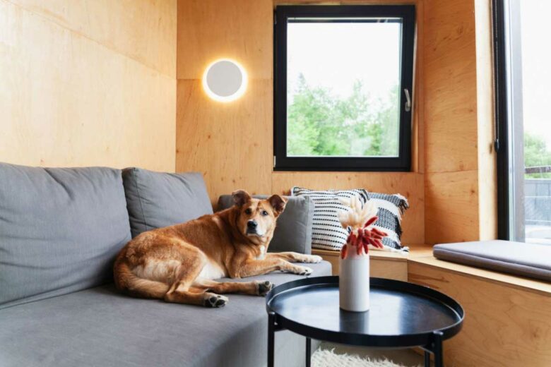 Un chien dans un petit logement de type tiny house.
