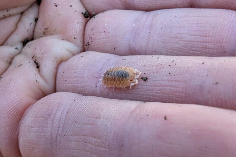 Un insecte du compost.