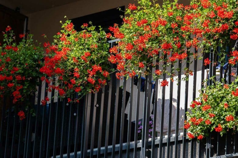 Des géraniums sur un balcon.