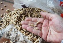 Quelques pellets de bois dans la main.