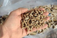 Une main tient des pellets.