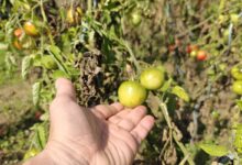 Une personne tient des tomates vertes.