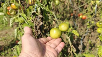 Une personne tient des tomates vertes.