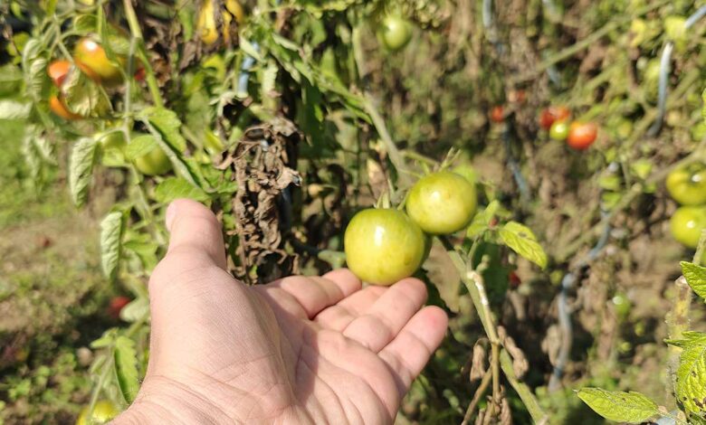 Une personne tient des tomates vertes.