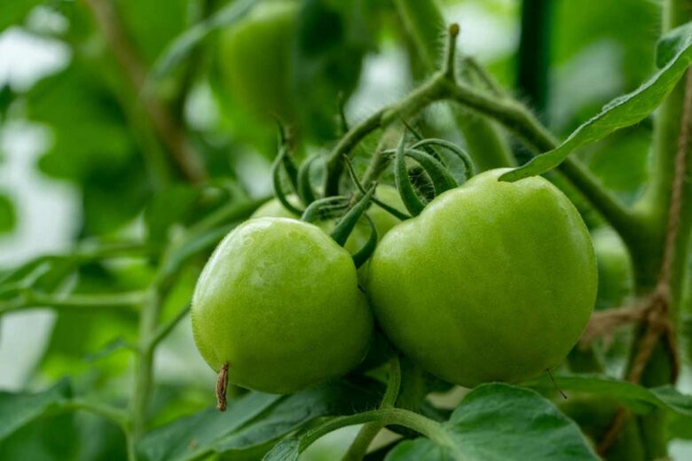 Des tomates encore vertes.