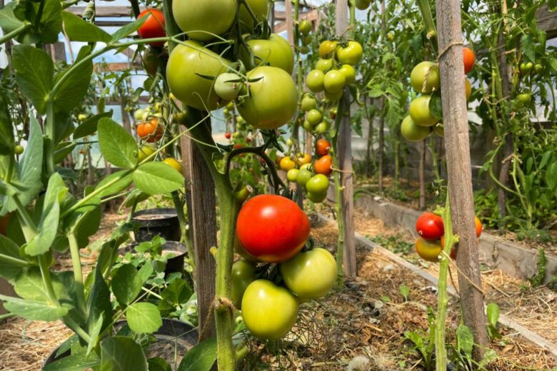 Des pieds de tomate.