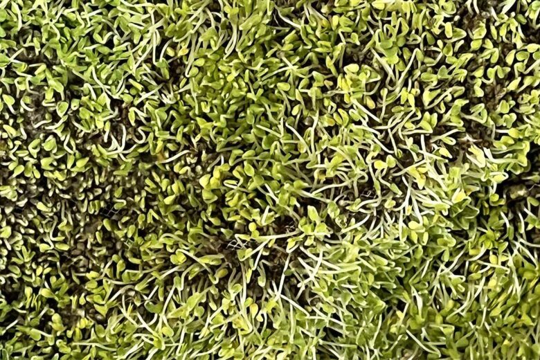 Des pousses de graines de chia recouvrent le tissu.
