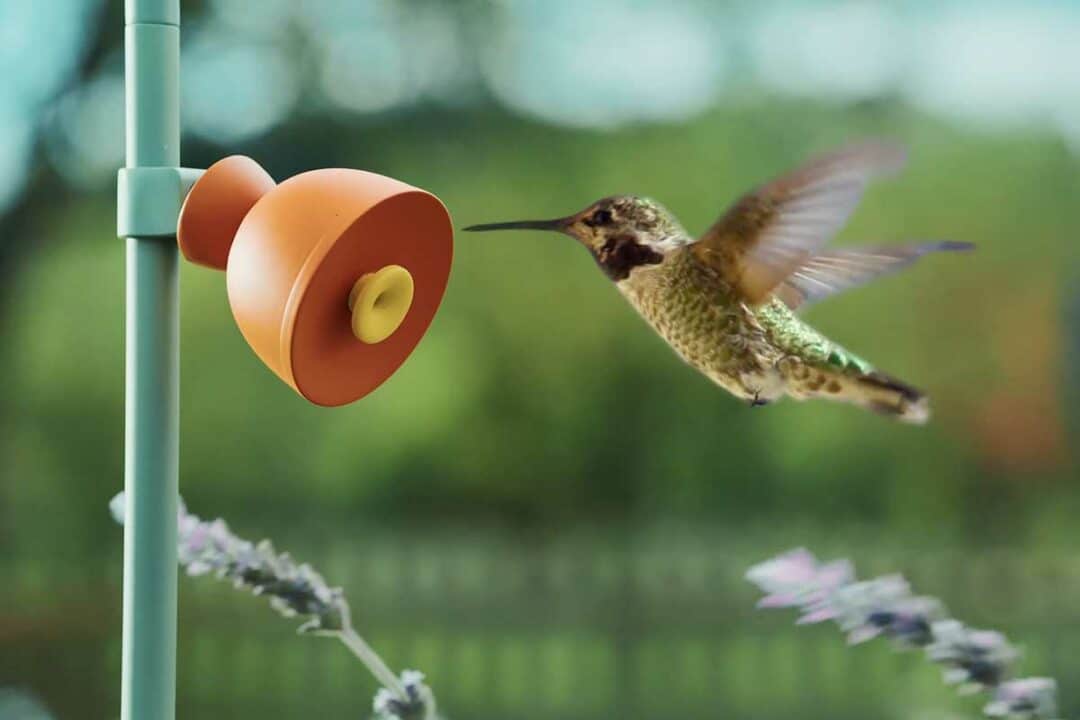 Un oiseau s'approche d'une caméra Petal.