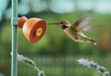 Un oiseau s'approche d'une caméra Petal.