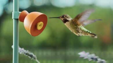 Un oiseau s'approche d'une caméra Petal.