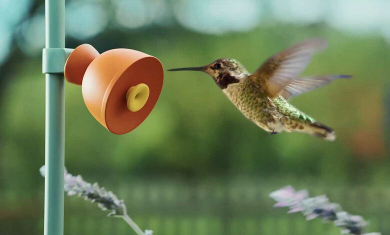 Un oiseau s'approche d'une caméra Petal.