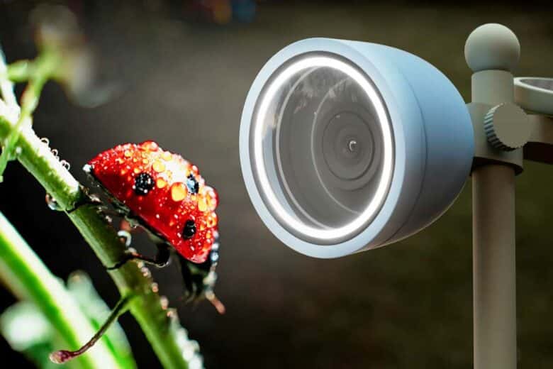 Une coccinelle devant la caméra.