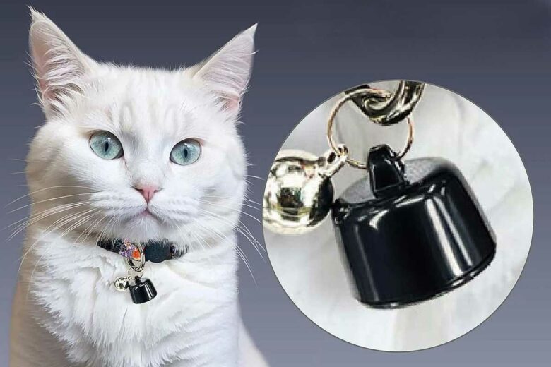 Un chat avec un collier GPS.