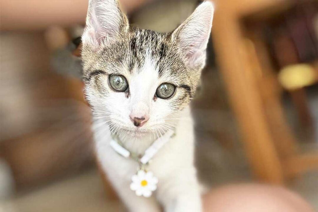 Un petit chat regarde l'objectif.