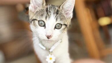 Un petit chat regarde l'objectif.