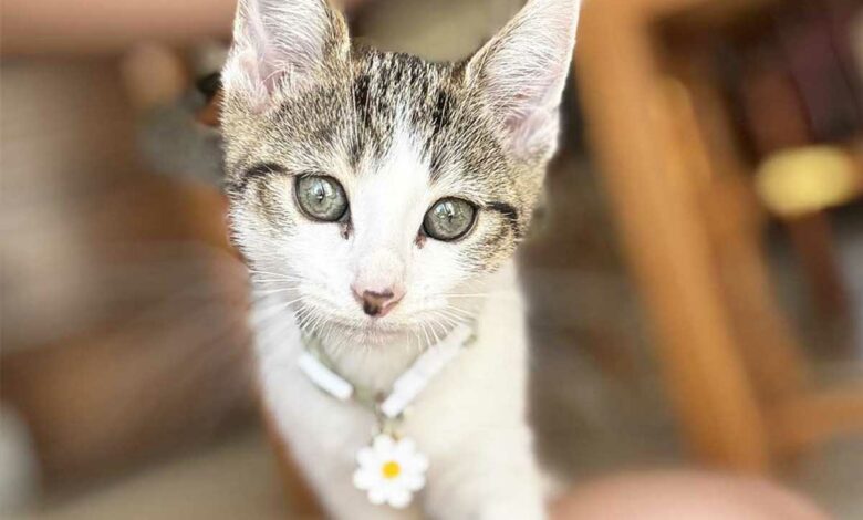 Un petit chat regarde l'objectif.