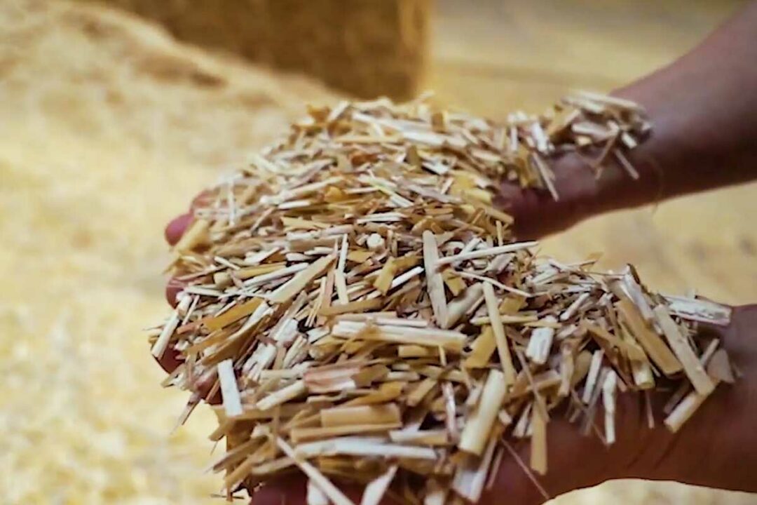 Le miscanthus à la base du matériau d'isolation.