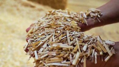 Le miscanthus à la base du matériau d'isolation.