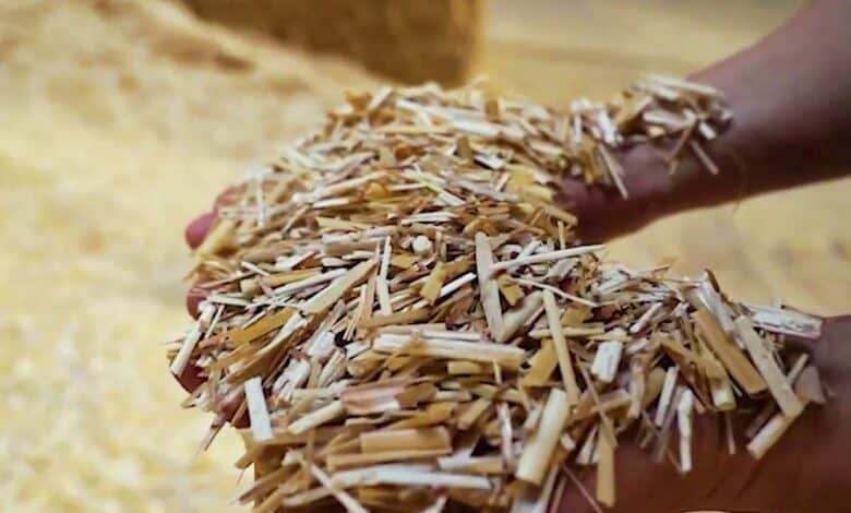Le miscanthus à la base du matériau d'isolation.