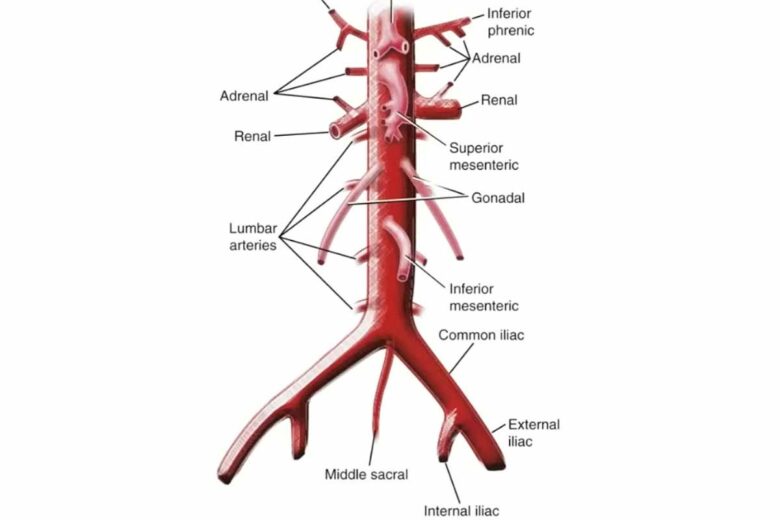Description d'une partie de l'aorte abdominale.