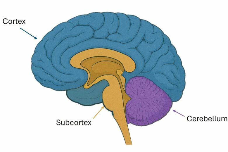 Schéma du cerveau.