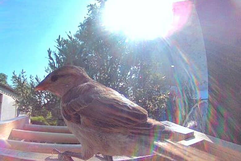 Premiers tests en direct : un moineau capturé par la caméra de la mangeoire connectée Birdfy en bambou.