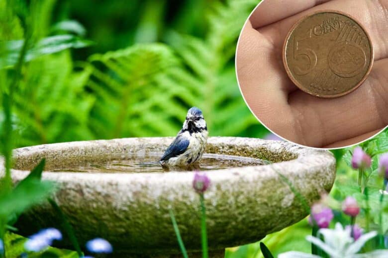 Un oiseau prend un bain et une pièce de 5 cts en cuivre.
