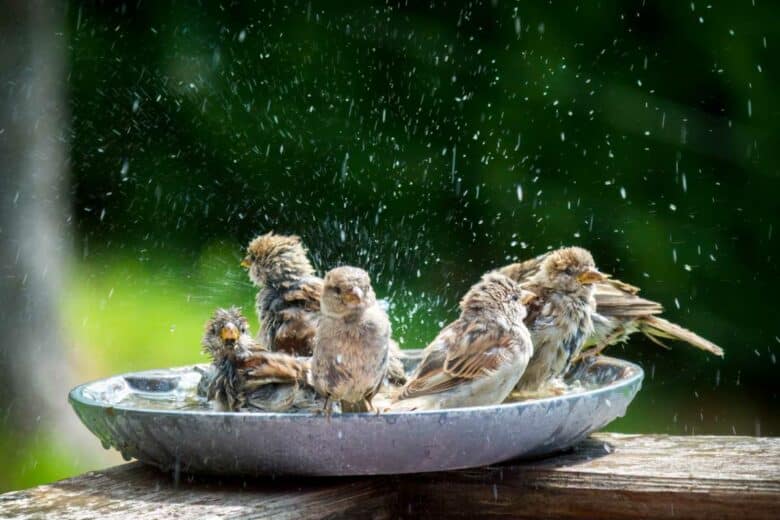 Des oiseaux dans une grande coupelle d'eau.